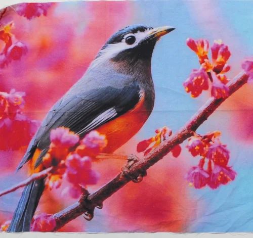 Digital Printed Cotton Fabric Organic, Multicolour