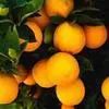 Valencia Oranges