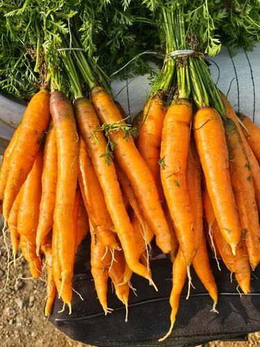 Orange Fresh Carrot - Pusa Meghali (Natural, Whole)
