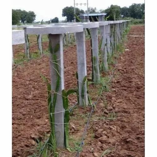 6ft Cement Dragon Fruit Pole
