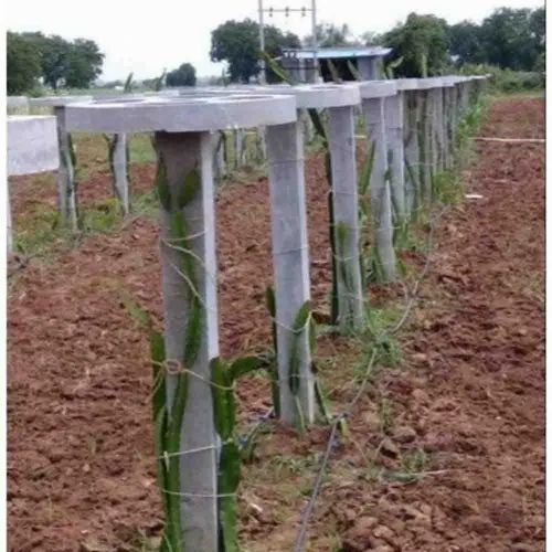 Dragon Fruit Rcc Pole With Ring