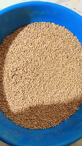 15 Kg Standard Quality Chironji Kernel