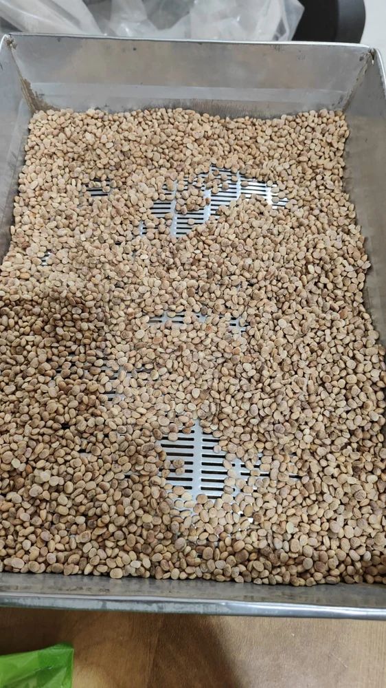 Charoli Chironji Seed