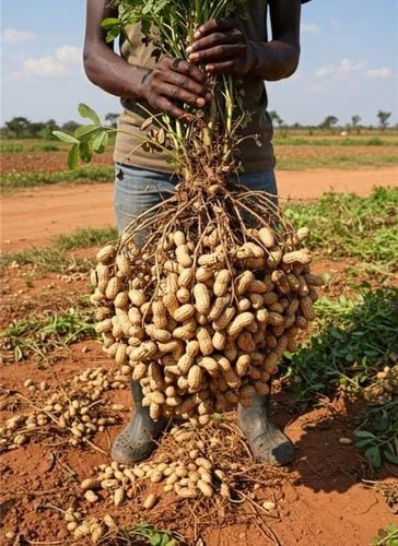 Groundnut Seeds 10 No.