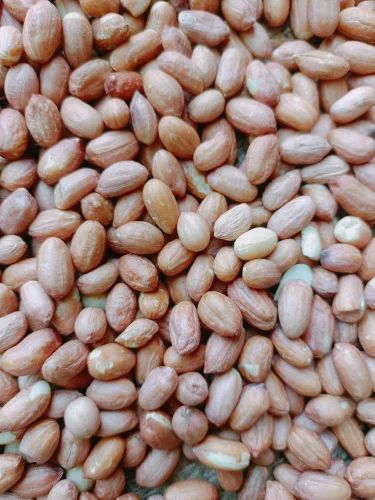 Bold Gaug 10 Groundnut Seeds