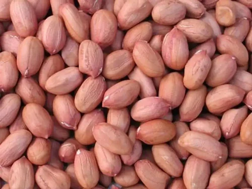 Bold Brown Groundnut Seed