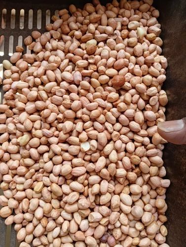 Groundnut Seeds for oil