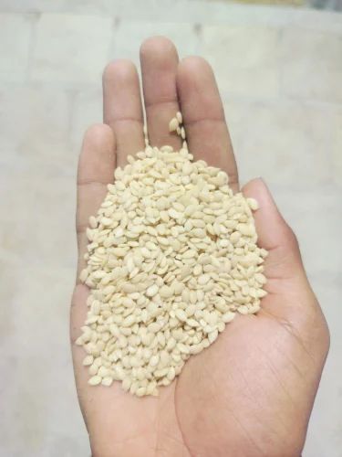 Mini Melon Magaj Seeds