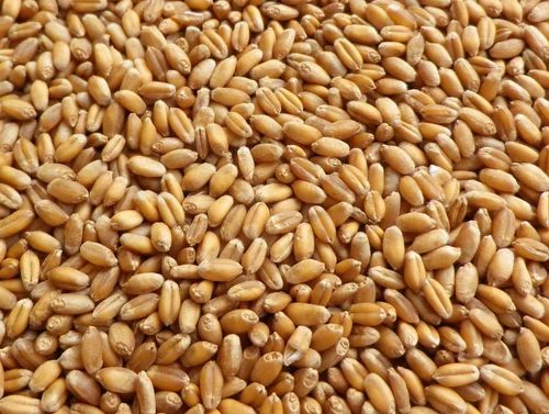 Organic Wheat Seed