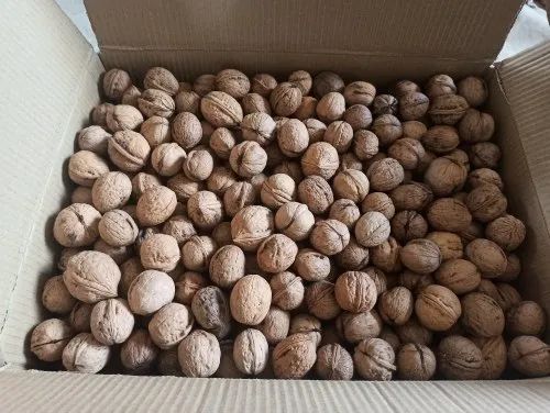 Kashmiri Inshell Walnut