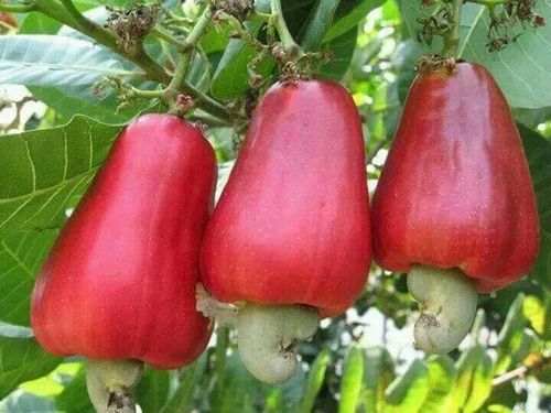 Grade: W210 Organic Raw Cashew Nut, Packaging Type: Jute Bag, Packaging Size: 80 kg