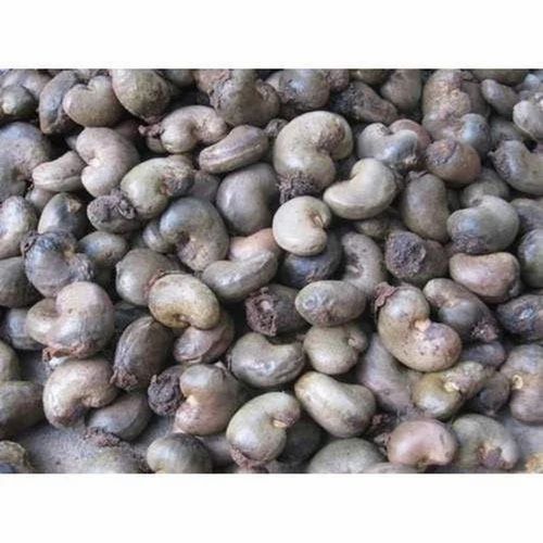 Indonesian Raw Cashew Nut, 50 lbs
