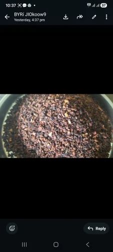 Ras Arecanut 6mm Pieces, Cut (Tukda)