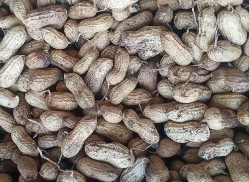 Loose Bold Peanuts In-Shell