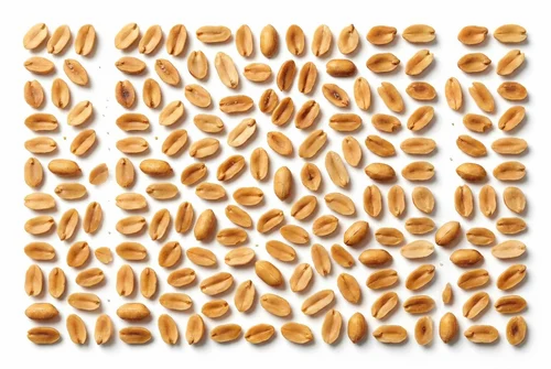 50 kg Sand Roasted Split Peanuts