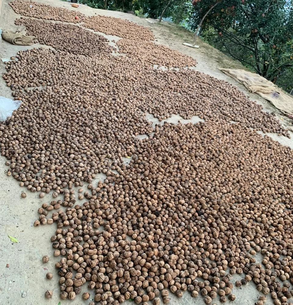 Walnut