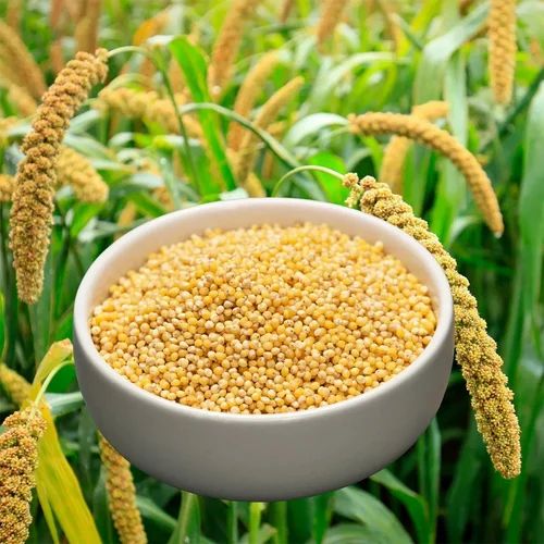 Organic Foxtail Millet