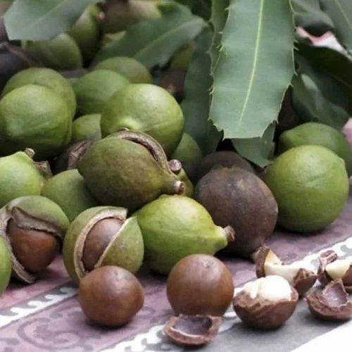 Whole Raw Macadamia Nut Seeds, Packaging Size: 50 kg