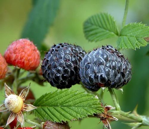 Black Raspberry Fruit Plant