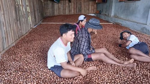 Macadamia Nuts