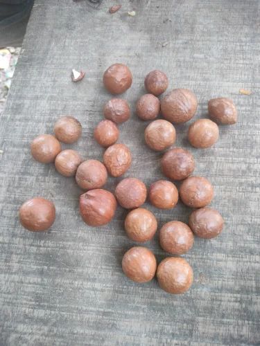 Macadamia Nuts Seeds