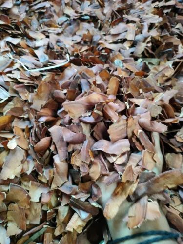 Dried Mahogany Seeds, Pack, 1 kg