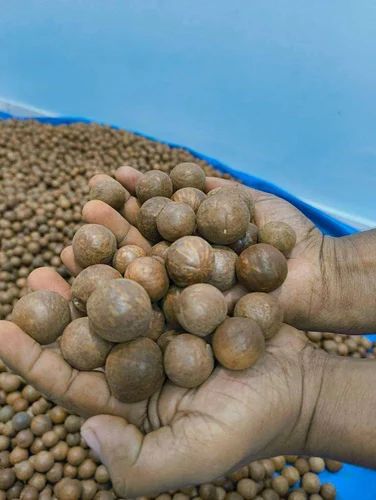 Macadamia Nuts Seeds, Packaging Size: 1 kg