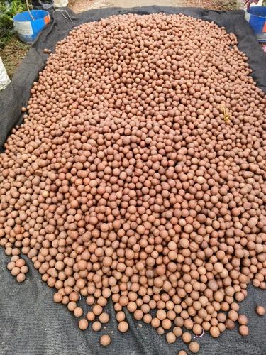 Broken / Chips Organic Macadamia Nuts