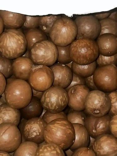 Macadamia Nuts Seeds