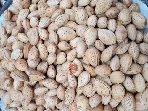Gurbandi Inshell Almonds Giri