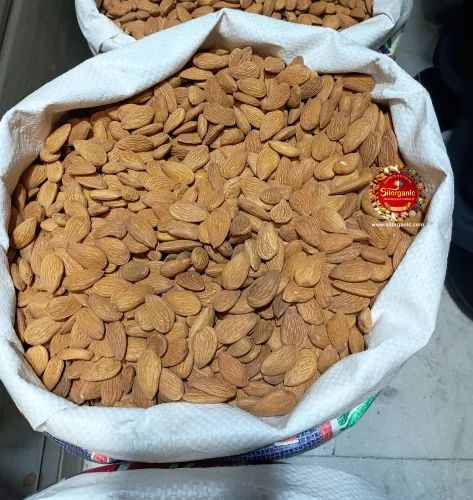 Almond American Independent, Independence, Regular & Bold
