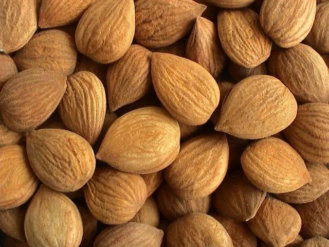 Bitter Apricot Kernel