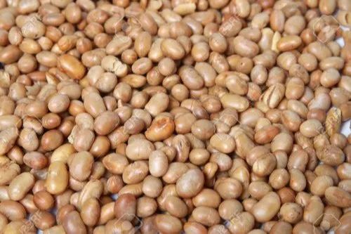 Soybean Nuts