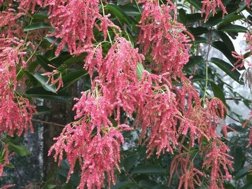 Terminalia Myriocarpa (East-Indian Almond) Seeds