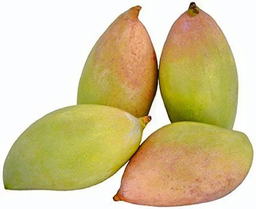 Totapuri Mango Seeds