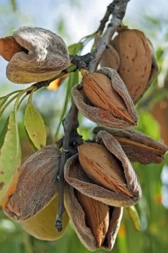 GREEN WORLD ALMOND / BADAM TREE SEEDS
