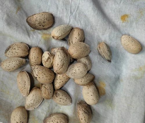 Organic Almond Shell, Packaging Type: Loose
