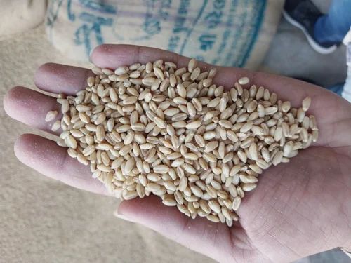 Organic Wheat Seed