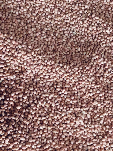Raw Red Peanut, 50-60