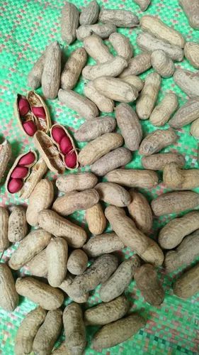 Red Peanut 3 seeds, Packaging Size: 50 kg