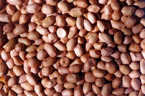 Whole With Skin Organic Red Peanut Kernel