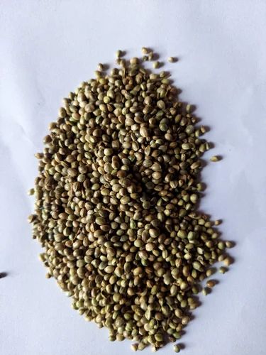 Whole Loose Hemp Seed, For Germination