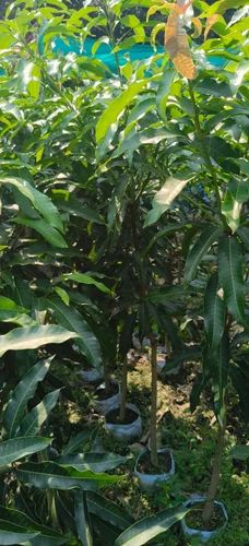 Amrapali Mango Plant