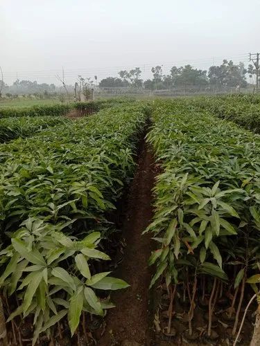Amropali Mango Plants