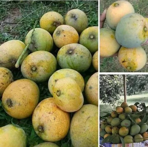 Himsagar Mango
