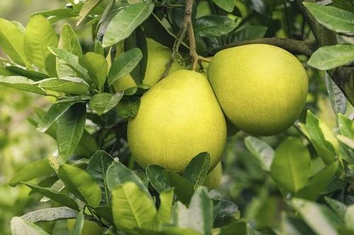 Citrus Maxima Pomelo Seeds, Packaging Type: Plastic Bag