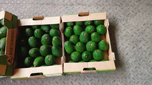 Tanzania Hass Avocado