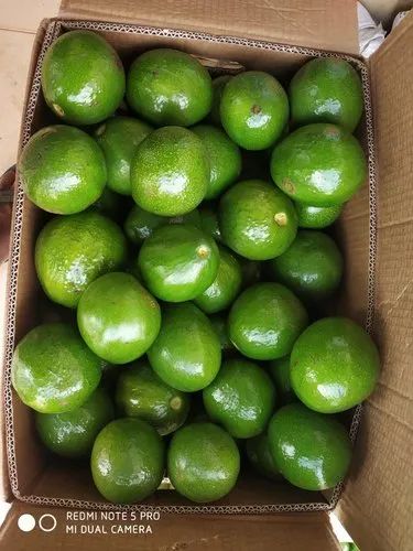 Fuerte Avocado Butter Fruit (A Grade, 250g)
