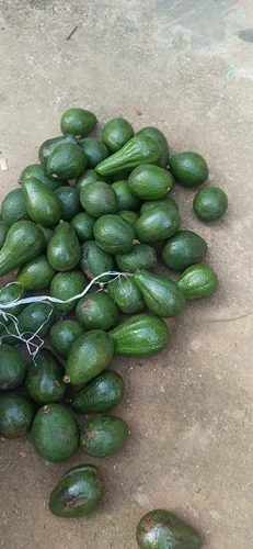 Avocado Fruit