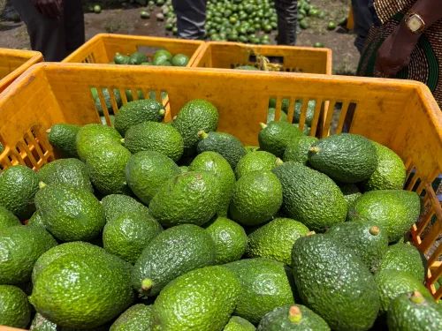 Hass Avocado Imported